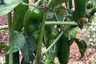 2400 Nelligan Rd, Glen Ellen, CA 95442 - Photo 52