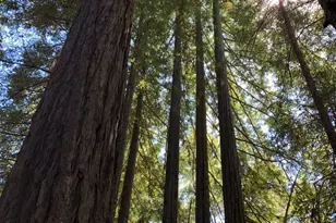 38555 Hauser Bridge Rd, Cazadero, CA 95421 - Photo 60