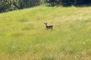 38555 Hauser Bridge Rd, Cazadero, CA 95421 - Photo 74