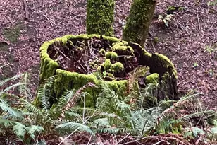 38555 Hauser Bridge Rd, Cazadero, CA 95421 - Photo 78