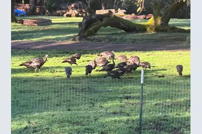 38555 Hauser Bridge Road, Cazadero, CA 95421 - Photo 68