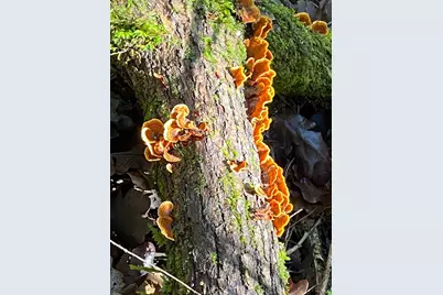 38555 Hauser Bridge Road, Cazadero, CA 95421 - Photo 66