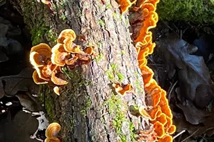 38555 Hauser Bridge Rd, Cazadero, CA 95421 - Photo 66