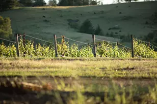 38555 Hauser Bridge Rd, Cazadero, CA 95421 - Photo 58