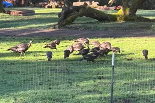 38555 Hauser Bridge Rd, Cazadero, CA 95421 - Photo 64