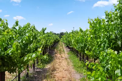 5301 Highway 128, Geyserville, CA 95441 - Photo 62