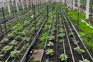 4288 Bodega Ave, Petaluma, CA 94952 - Photo 48