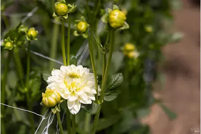 4288 Bodega Avenue, Petaluma, CA 94952 - Photo 14