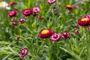 4288 Bodega Ave, Petaluma, CA 94952 - Photo 20