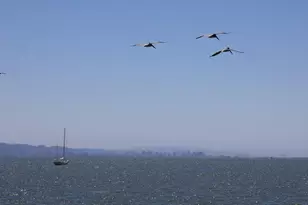 79 St Thomas Way, Tiburon, CA 94920 - Photo 58