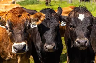 21601 S Hwy 1 Hwy, Point Arena, CA 95468 - Photo 34