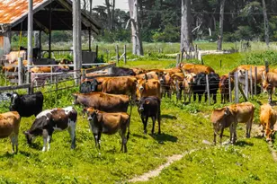 21601 S Hwy 1 Hwy, Point Arena, CA 95468 - Photo 30