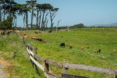 21601 S Highway 1 Highway, Point Arena, CA 95468 - Photo 74
