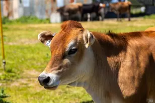 21601 S Hwy 1 Hwy, Point Arena, CA 95468 - Photo 32