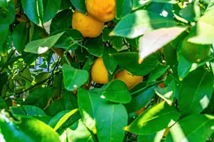 1705 Adele St, Calistoga, CA 94515 - Photo 42