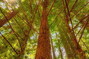 44150 Nash Mill Rd, Philo, CA 95466 - Photo 22