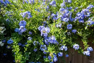 31 Esmeyer Dr, San Rafael, CA 94903 - Photo 30