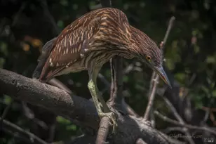 15990 Drake Rd, Guerneville, CA 95446 - Photo 74