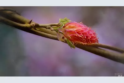 15990 Drake Road, Guerneville, CA 95446 - Photo 78