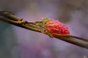 15990 Drake Rd, Guerneville, CA 95446 - Photo 78