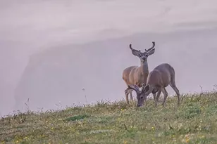 36419 E Ridge Rd, The Sea Ranch, CA 95497 - Photo 46