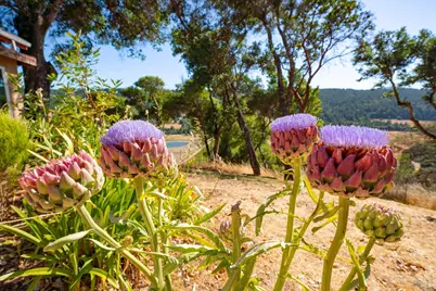 13635 Denmark Creek Road, Boonville, CA 95415 - Photo 54