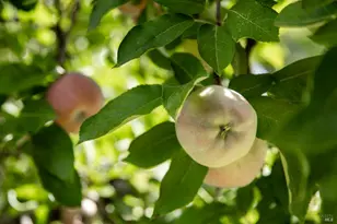 1135 Palomino Rd, Cloverdale, CA 95425 - Photo 34