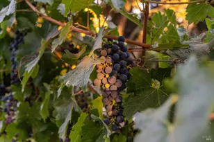 512 Meadowood Ln, Saint Helena, CA 94574 - Photo 60