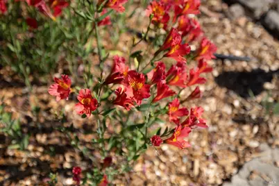 3541 Foxwood Place, Santa Rosa, CA 95405 - Photo 54