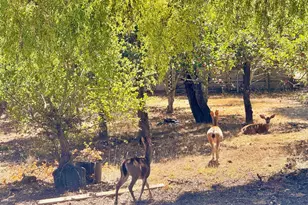 3700 Deer Meadow Ln, Occidental, CA 95465 - Photo 58