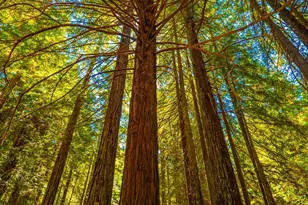 17900 Appian Way, Navarro, CA 95463 - Photo 58