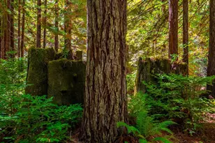 17900 Appian Way, Navarro, CA 95463 - Photo 56