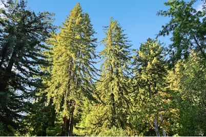 14831 Canyon 7 Road, Guerneville, CA 95446 - Photo 10