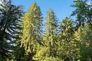 14831 Canyon 7 Rd, Guerneville, CA 95446 - Photo 10