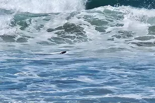 145 Bean Ave, Bodega Bay, CA 94923 - Photo 46