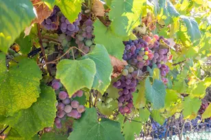 6774 Yount St, Yountville, CA 94599 - Photo 16