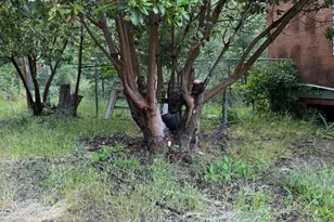 78577 Mina Rd, Covelo, CA 95428 - Photo 8