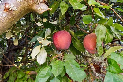 421 Tee Drive, Healdsburg, CA 95448 - Photo 38