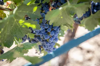 0 Aetna Springs Lane, Pope Valley, CA 94567 - Photo 12