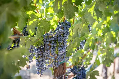 0 Aetna Springs Lane, Pope Valley, CA 94567 - Photo 14