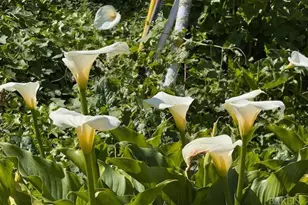 711 Alta Vista Rd, Mill Valley, CA 94941 - Photo 74