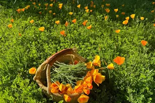 644 Piezzi Rd, Santa Rosa, CA 95401 - Photo 50