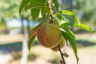 644 Piezzi Rd, Santa Rosa, CA 95401 - Photo 42