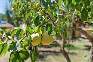 644 Piezzi Rd, Santa Rosa, CA 95401 - Photo 40