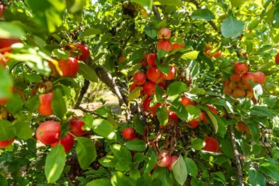 0 Summit Lake Road, Big Bend, CA 96065 - Photo 36