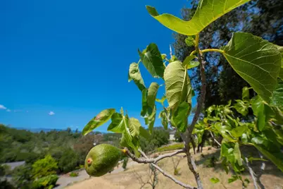 5159 Vista Grande Drive, Santa Rosa, CA 95403 - Photo 30