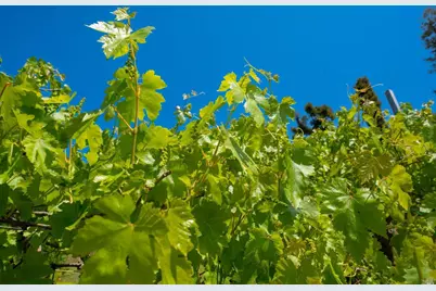 5159 Vista Grande Drive, Santa Rosa, CA 95403 - Photo 10