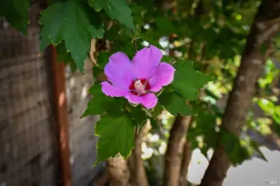 541 Mason St, Healdsburg, CA 95448 - Photo 22