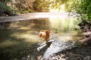 1500 Old Cazadero Rd, Cazadero, CA 95421 - Photo 40