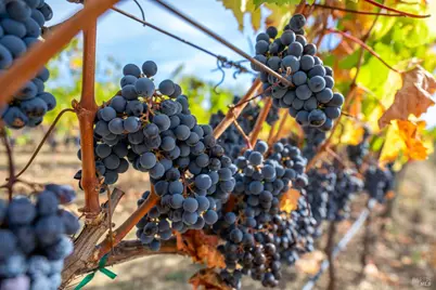 3800 Jameson Canyon Road, Napa, CA 94558 - Photo 6